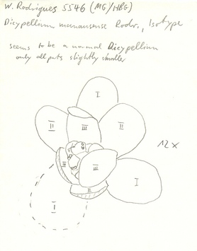 Vorschaubild Dicypellium manausense W.A. Rodrigues